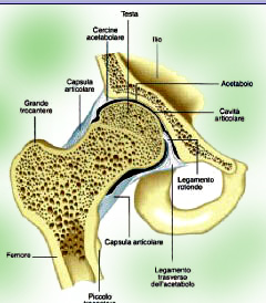 coxartrosi trattamenti